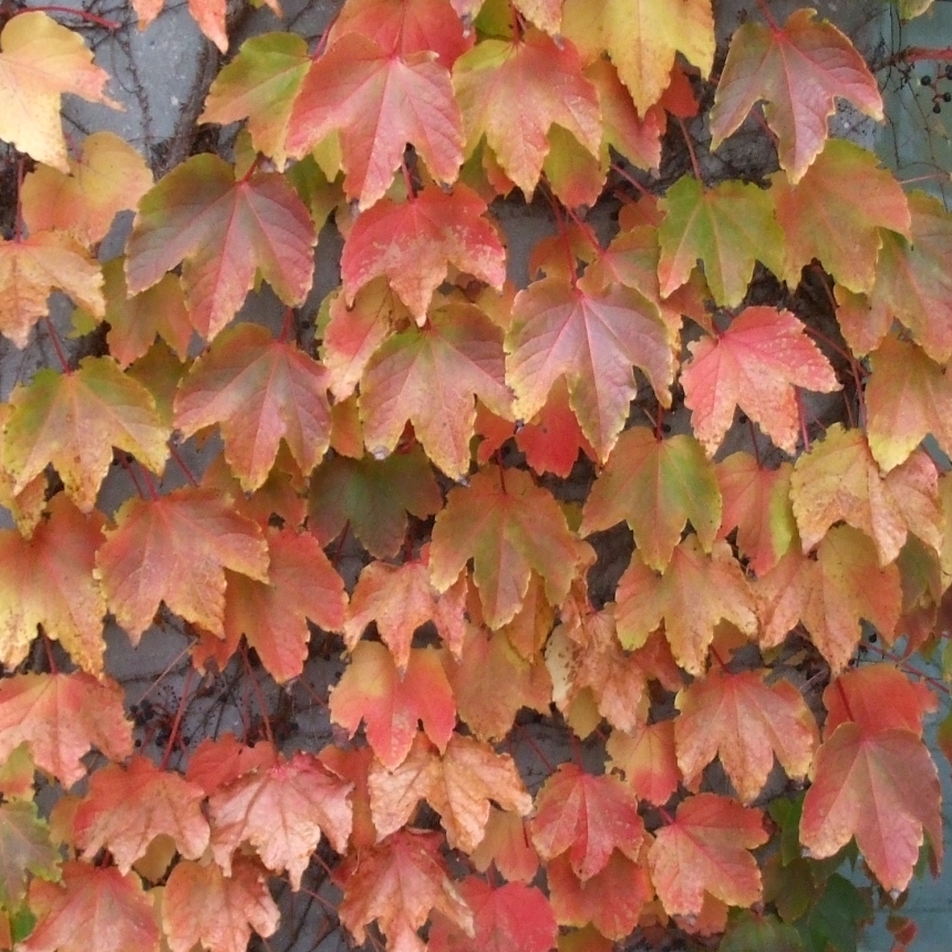 herfstkleuren