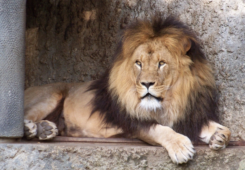 The Lion King