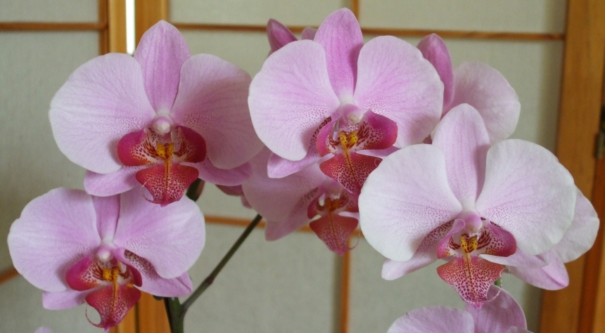 meer orchidee&euml;n
