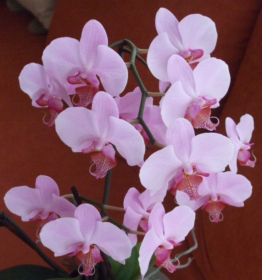 veel bloemen