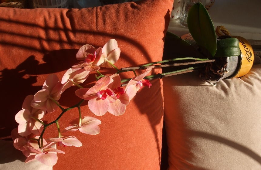  gevallen orchidee