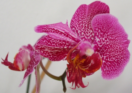 mooie orchidee