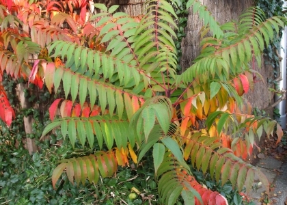 Herfstkleuren in Amstelveen