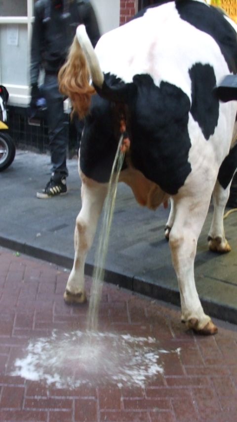 koeplas