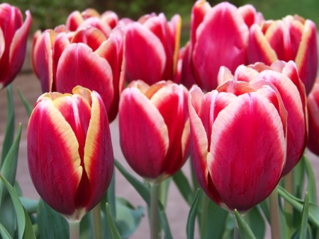tulpen